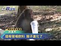 插吸管喝飲料 猴子進化了－民視新聞