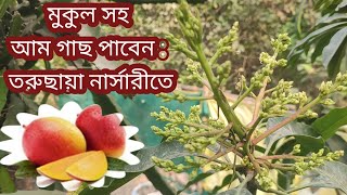 মুকুল সহ আম গাছ ও যত্ন ||Mango tree with buds and care||