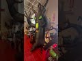 GIANT SPIDER AND SCARY TREE INFLATABLES HALLOWEEN CITY 2022!