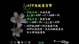 10702高二選修生物ch02 1 18複習ATP作為能量貨幣趕課版二儉