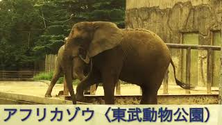 息子制作　生き物動画「東武動物公園のアフリカゾウ」