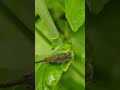 grasshoper shorts insects colourfulnature 4k