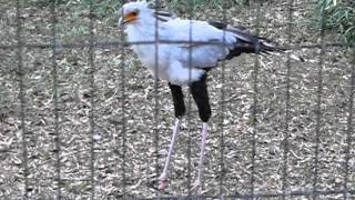 Secretary Bird is eating the meat.ヘビクイワシの食事。