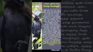 காகம் தற்கொலை செய்து கொள்ளும் #ஷார்ட்ஸ் #shorts #viral #trending #shortsfeed #15k views