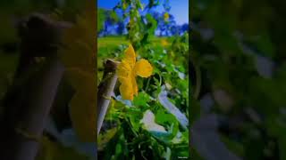 ish qadar hume tumse pyar hogaya|| nature flower status|| #viral #short video||