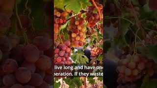 הכרם בלכיש - בציר ענבים בענבי טלי #wine #grape #vineyard #travel