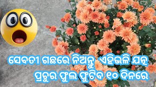 Magical Fertilizer for Sebati | Get Max Flowers | Liquid Fertilizer