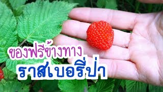 ราสเบอรี่ป่า ราสเบอรี่บอลลูน ของฟรีริมทาง บ้านนอกญี่ปุ่น