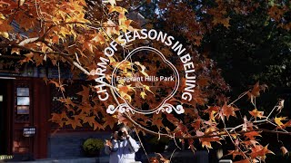 Charm of Seasons in Beijing — Fragrant Hills Park