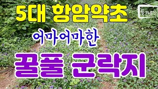 5대 항암약초 꿀풀의 엄청난 자생군락지