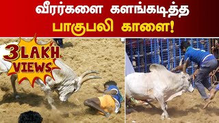 வீரர்களை களங்கடித்த பாகுபலி காளை | Kovai jallikattu 2022