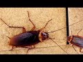 10 Lessons to learn from Cockroaches