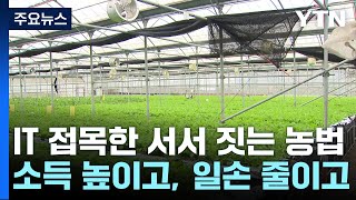 '소득↑·일손↓'...IT 접목한 서서 짓는 농법 눈길 / YTN