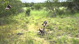 Playful wild dogs at Africa on Foot