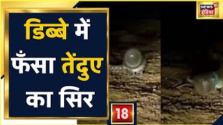 Maharashtra: Badlapur में डिब्बे में फँसा तेंदुए का सिर, वन विभाग की टीम ने बचाई जान