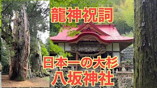 「龍神祝詞」日本一の大杉　大豊町八坂神社