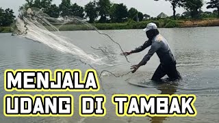 MENJALA UDANG DI TAMBAK hasilnya mantap ~  Bang HENDRA @MANCINGFRIENDS