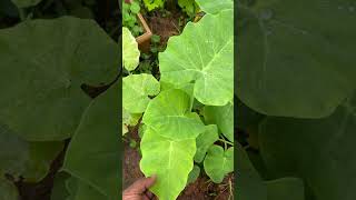 ചീര ചേമ്പിന്റെ രഹസ്യ കച്ചവടം #onlineplants #wtsp9947132040