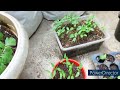 how to use trichoderma viride in gardening in hindi biofungicide trichoderma for gardening