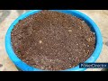 how to use trichoderma viride in gardening in hindi biofungicide trichoderma for gardening