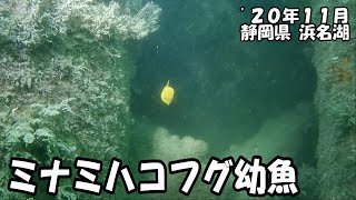 ミナミハコフグ幼魚（’２０年１１月　静岡県浜名湖）