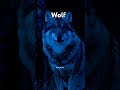 ep.. 5😱😱 wolf the most dangerous animals in the earth ♥️🔥🔥🔥😱