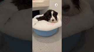 フ〜いい気持ち｜PECO #ボーダーコリー #ボーダーコリーのいる生活 #犬 #bordercollie #bordercollielovers #dog #doglover