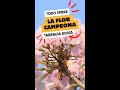 El Árbol Flor de Campeón Belleza y Ecología del Tabebuia rosea