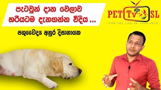 පැටවුන් දාන වෙලාව හරියටම දැන ගන්න විදිය...