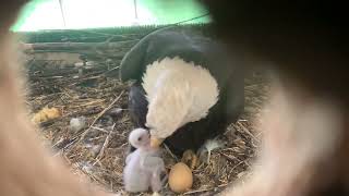 Bald Eagle meeting and brooding a foster chick