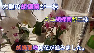 春の胡蝶蘭開花状況です