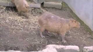 クモザルにちょっかいをかけられたカピバラ~Capybara