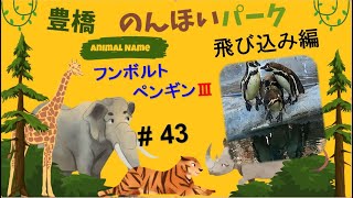 のんほいパークの　フンボルトペンギン【飛び込み編】#penguine　2023.6.4