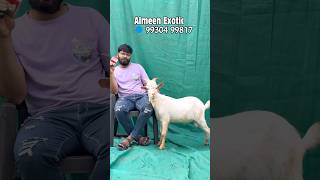 Saanen Goat Kid at Almeen Exotic Mumbai