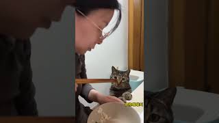 望眼欲穿的小猫咪# 万物可爱计划 # 可爱在我家# 吃货猫  # 喂猫日记   #狸花猫 #搞笑 #猫咪 #喵星人 #小馋猫 ＃shorts #宠物 #搞笑 #狸花猫