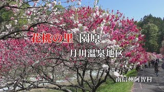 4K 花桃の里 園原　月川温泉地区