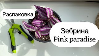 Распаковка, Традесканция зебрина Pink Paradise