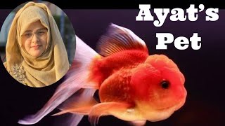 Ayat went to buy an aquarium \u0026 She bought the Golden Fish of big head.