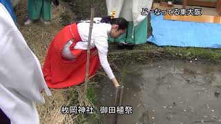 枚岡神社　令和５年御田植祭