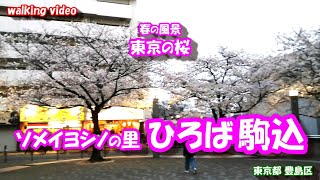 ソメイヨシノの里 ひろば駒込　桜の季節 春の風景 【東京の桜】24年4月6日 豊島区 駒込駅  染井吉野桜発祥の里 染井吉野桜記念公園