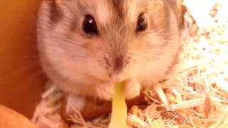 🐹 両手でキャベツをほおばるハムスター 🐹 Hamster loves cabbage 🐹