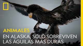 En Alaska, solo sobreviven las águilas más duras | NATIONAL GEOGRAPHIC ESPAÑA
