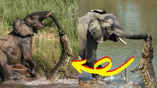 10 Animals That Can Kill An Elephant Easily