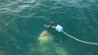Diver Decapitated by Large Great White Shark(#2)- David Weir