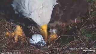 Sauces Nest - Audacity Lays Her First Egg of the Season - 2/2/24