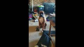 Beau going to vet final