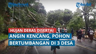 Hujan Deras Disertai Angin Kencang, Pohon Bertumbangan di 3 Desa Klungkung