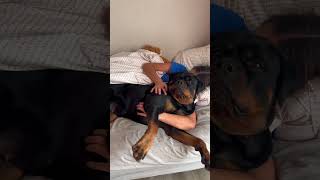 Penny’s sick day #rottweiler #dog #puppy #dogmom #fyp #shorts #reels