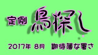 定例鳥探し 2017年8月 コウライウグイスが来たが…