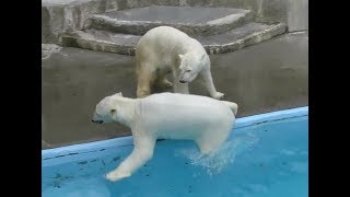 20180303　浜松市動物園　バフィン＆モモ　おやつタイムのちょっと前